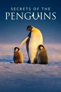 Секреты пингвинов/Secrets of the Penguins
